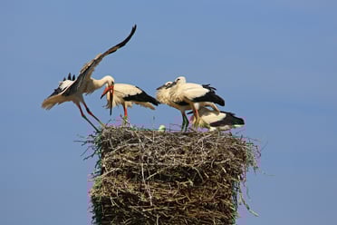Ein Weißstorchen-Paar mit Jungvögel im Nest