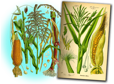 Orthe, landes, aquitaine, sud-ouest, france, maïs, hybride, millas, OGM, blé d'inde, millasson