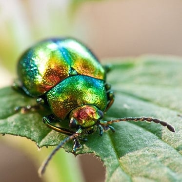 Visita guidata bambini ragazzi museo storia naturale milano