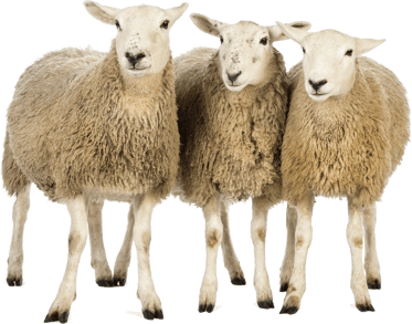 mouton png detoure pour illustration