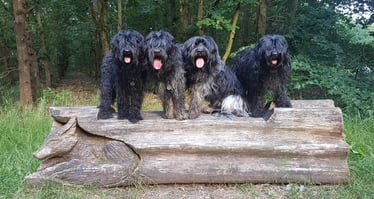 De website van happydoes!