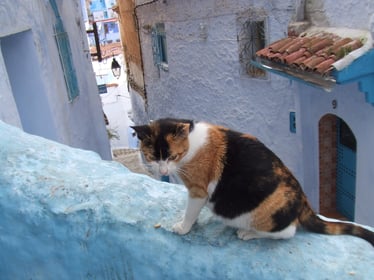 モロッコ旅行/シャウエン旧市街のネコ