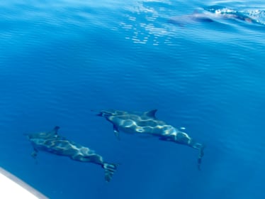 ドルフィンスイム