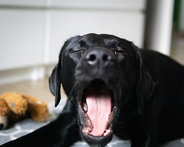 Ein Foto vom Notebook mit dem online Teammeeting