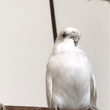 白鵬@ジャンボセキセイインコ