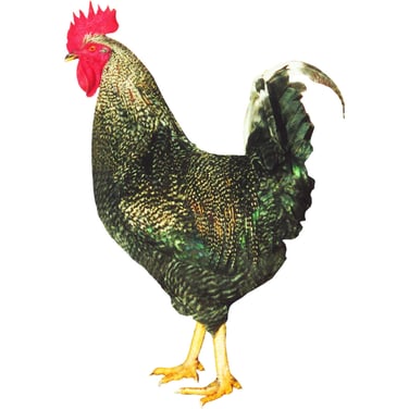 Sperber - die rassigen Hähne