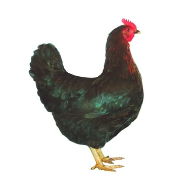 Schwarzglanz- Goldhals und Schwarzglanz-Uni - die glänzende Junghenne mit braunen Eiern