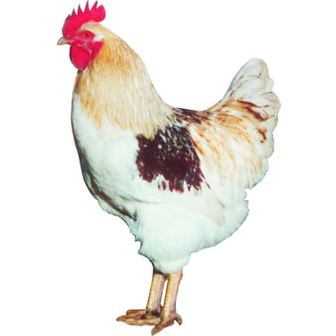 Weiss- Goldbraun - die zahmen Hähne