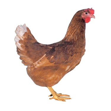 Braune Hybriden - die zahme Junghenne mit vielen grossen braunen Eiern