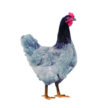 Andalusier - die extravagante Junghenne mit braunen Eiern