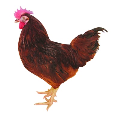 Rhode- Island - die traditionellen Hähne