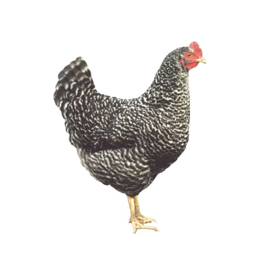 Sperber - die beliebte Junghenne mit braunen Eiern