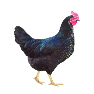 Silberhals … die edle Junghenne mit braunen Eiern