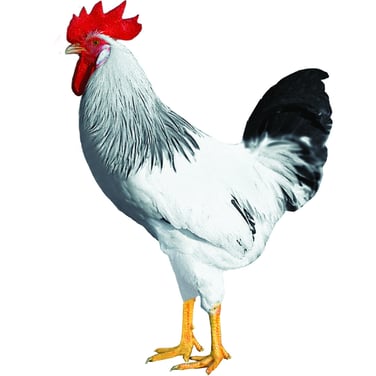 Sussex - die sanftmütigen Hähne