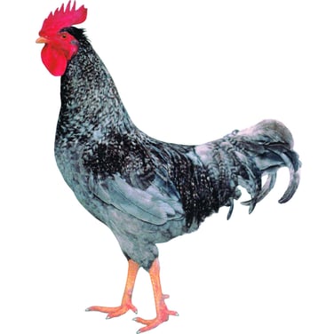 Andalusier - die stolzen Hähne