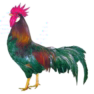 Italiener - die prächtigen Hähne