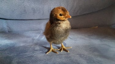 Appenzeller Spitzhaubenküken - Foto Könighof