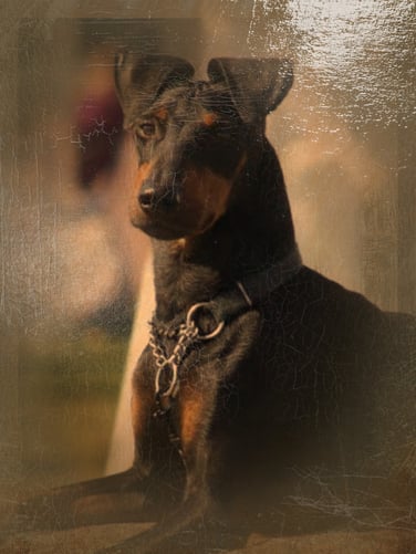 manchester-terrier-barclay-bild-oelfarbe