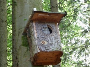 Junger Waldkauz-Nestling beim Sonnenbad in einem von uns gebauten und betreuten Nistkasten, Foto: Daniela zum Sande