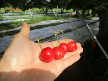 深川市のさくらんぼ