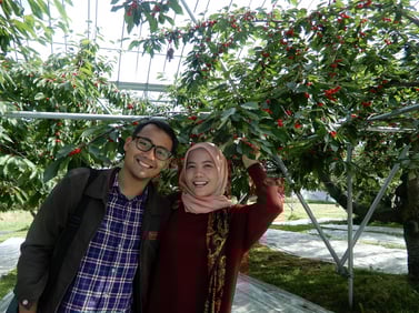 深川市のさくらんぼ