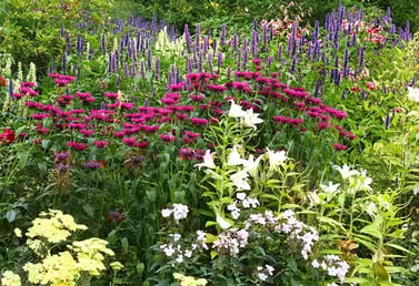 herbaceous plants are mostly easy to grow and look good