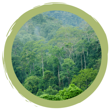 Alltagstipp: Regenwald und Schnitzel???