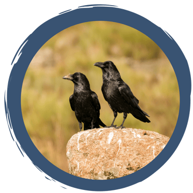 Rabenvögel