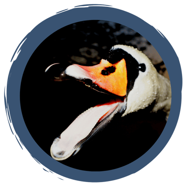 Jedem Vogel sein Schnabel