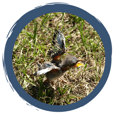 Vogel gefunden - was tun?