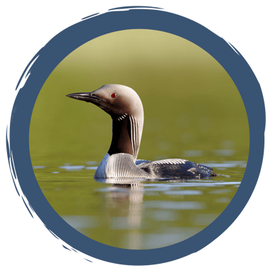 Wintergäste an bayerischen Seen