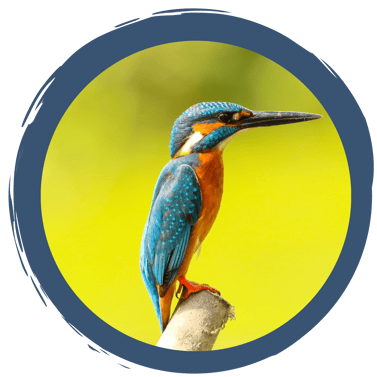 Faszination Vogelwelt