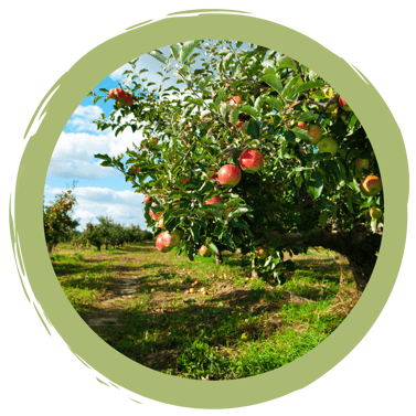 Alltagstipp: Streuobstwiesen & Obsteinkauf