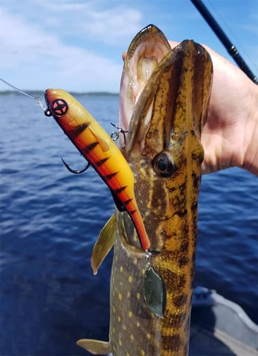 Promotion Bild mit Sakura Slash Blade Hechte fangen