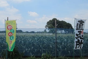 雪の妖精/東京インテリアデザインセンター/家具/栃木県鹿沼市/野菜ソムリエ/トウモロコシ