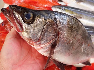 スズキの寿司や洗い　出前やデリバリー