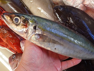 ムロアジの寿司　宅配寿司