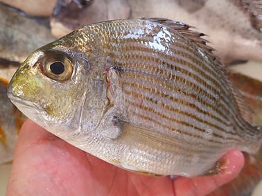 ヘダイの寿司　出前