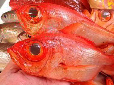 寿司　出前　渋谷区　西原