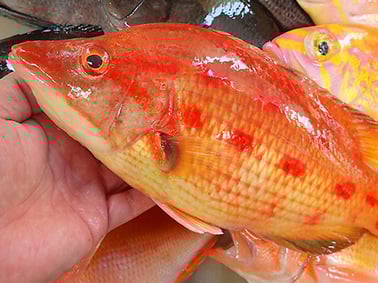 キツネダイのにぎり　宅配寿司