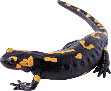 Image animaux detourée transparent sur fond blanc salamandre tachetée png