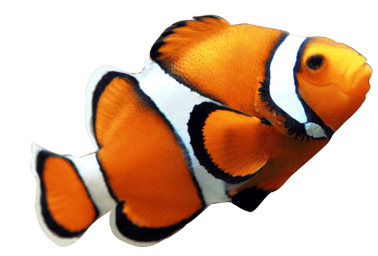 Image animaux detourée transparent sur fond blanc poisson clown png
