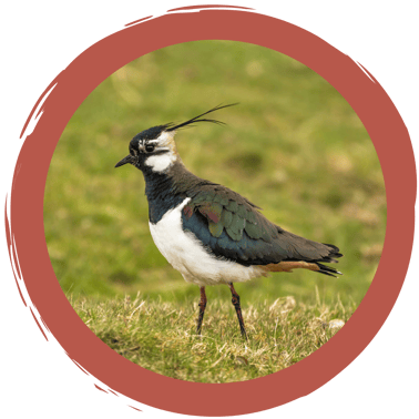 Memo-Spiel Wiesenbrüter