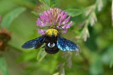 Foto: Holzbiene, NABU Netz