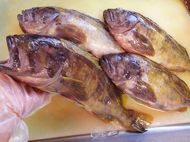 アオゾイ　高級寿司　出前