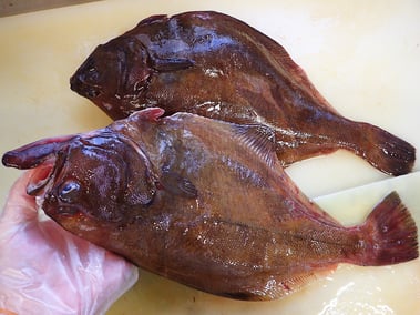 マガレイ　高級魚　出前