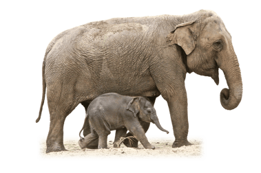 elephant et son petit png pour illustration ecole