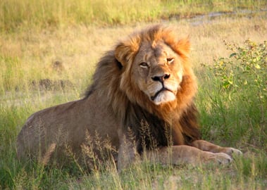 Ein Grosswildjäger tötete den Löwen Cecil. Bild: Wikimedia Commons