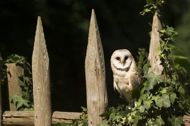 Eine Schleiereule sitzt zwischen zwei Zaunpfählen. Der Zaun ist mit grünen Ranken bestückt.
