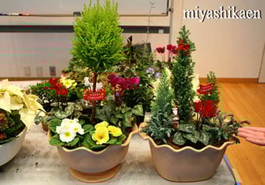 コニファーやガーデンシクラメンと、可愛いジュリアン等で、お気に入りのクリスマスの寄せ植えができあがりました。